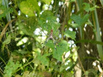 golden orb spider crane point