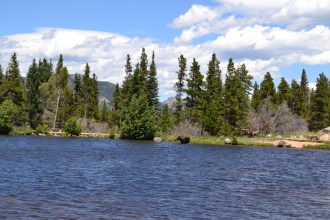 Swimming Moose @healingwritingroom.com
