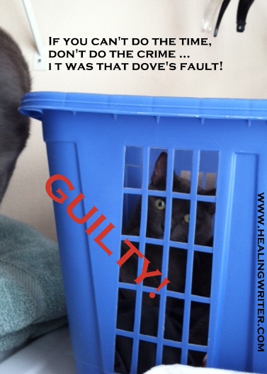 Cat prison Guilty