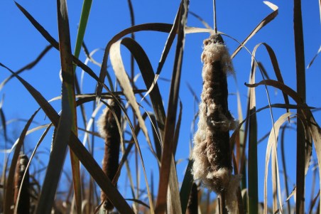 cat tails image