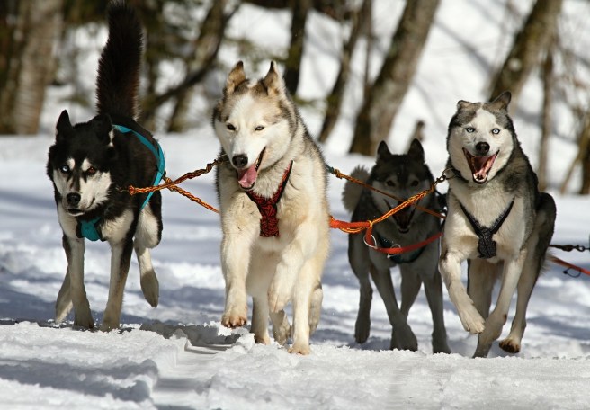 Huskies on leashes