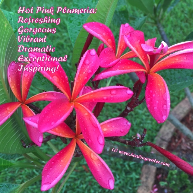 hot pink plumeria captioned