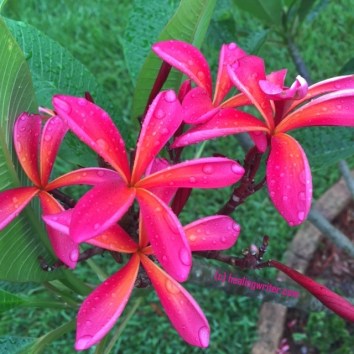 hot pink plumeria- 03