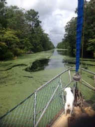 sludge-in-water tiny