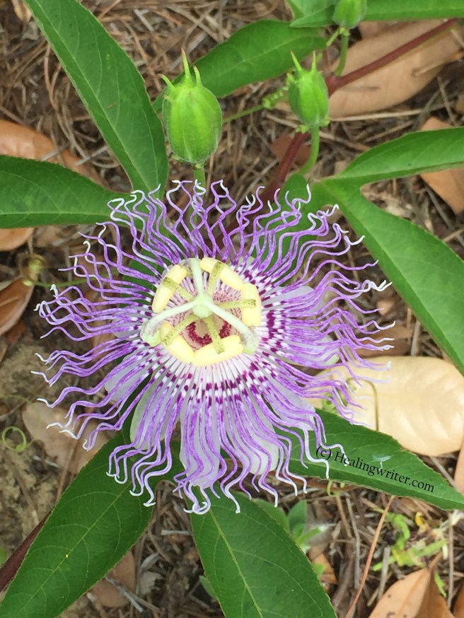 Passion flower HW