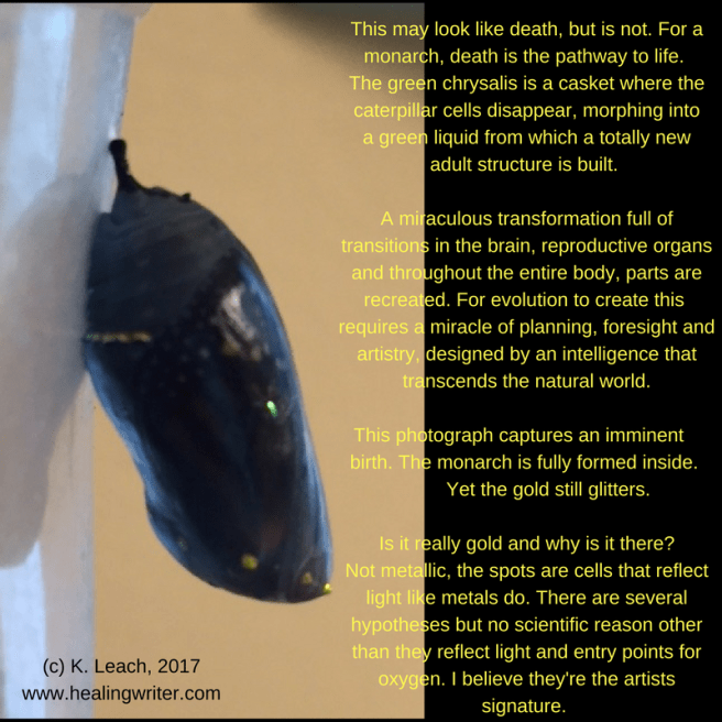 Black chrysalis gold spots meme 2017