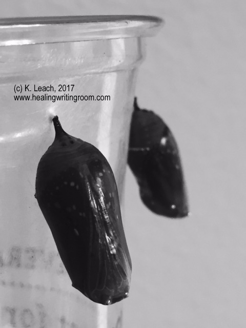 two black chrysalis BW logo