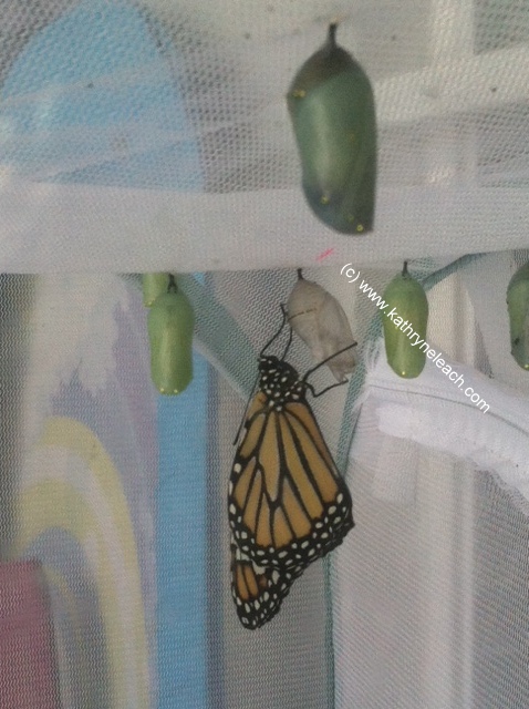 new monarch with cocoons