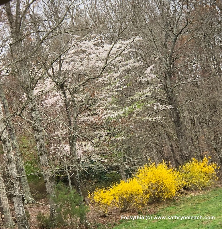 Spring Green Nc NC Spring- Some Joy as You Stay Home – Kathryne Leach